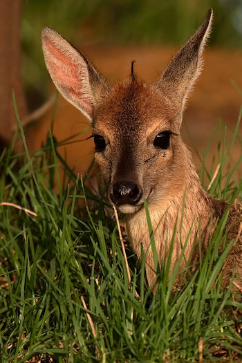 duiker